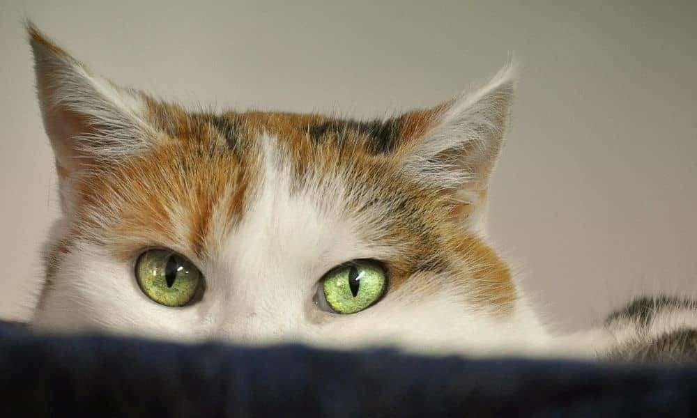 Fearful cat