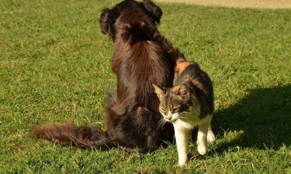 Aprende a entrenar a tu perro para que no moleste a tu gato