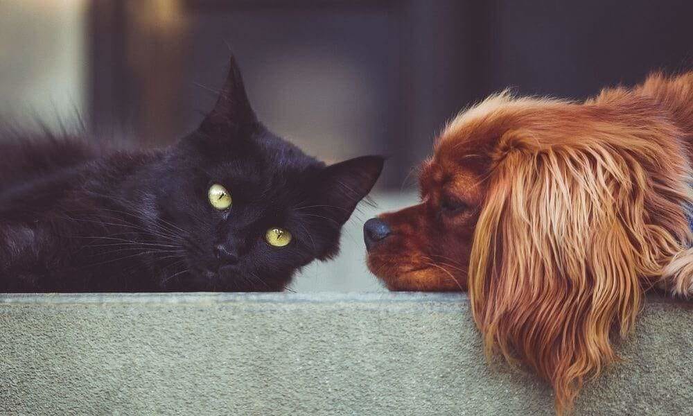 Knowledge between dog and cat