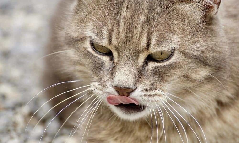 rapid licks on the nose in stressed cats