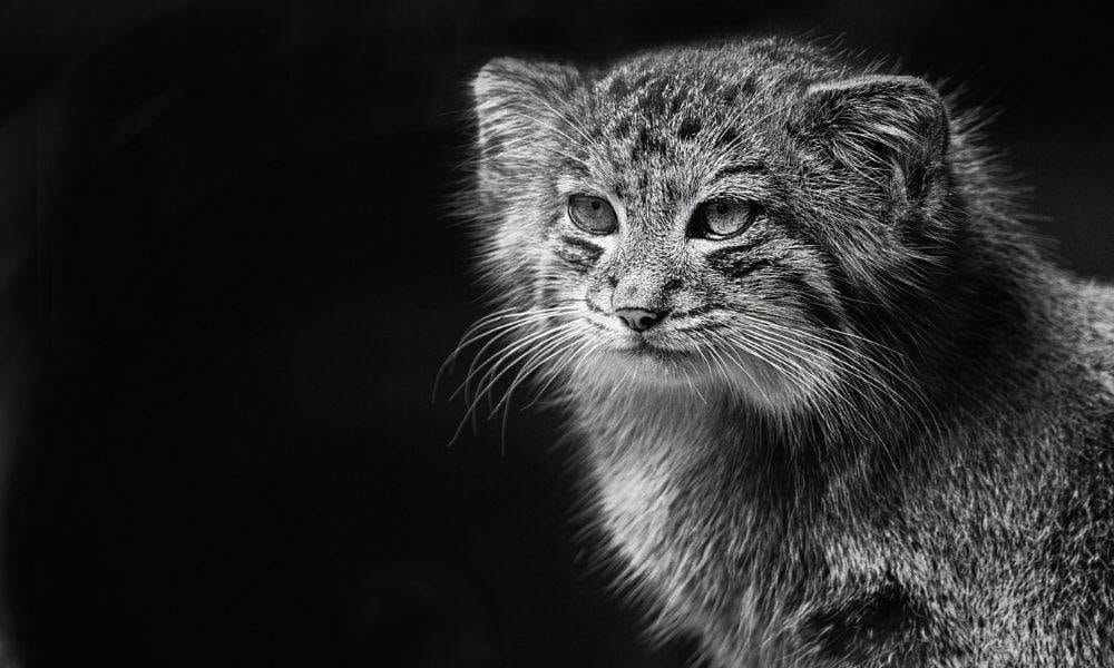 Wild cat