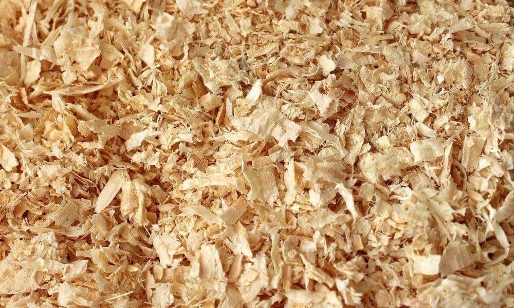 wood shavings area for the cat's outdoor needs in summer