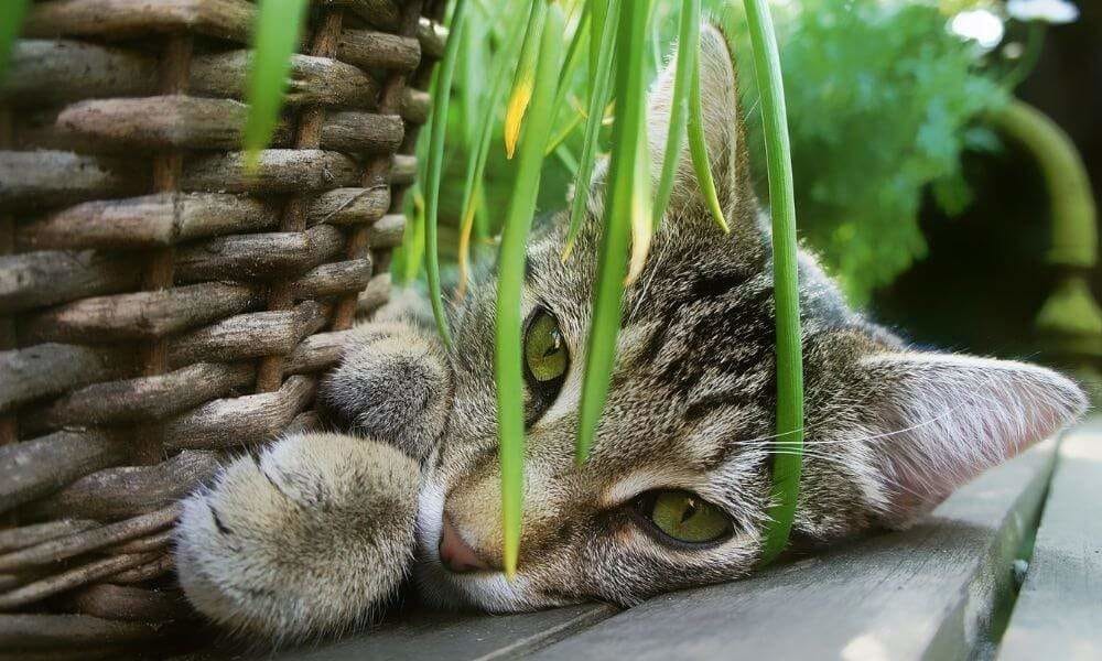 Plantes qui stimule votre chat