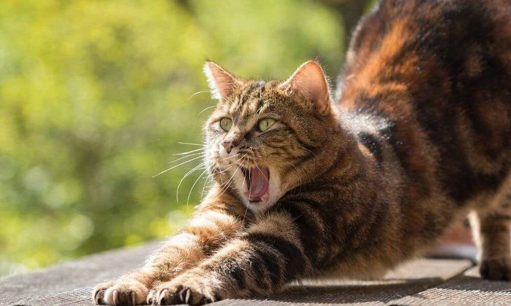 un chat qui s'étire suite à un éventuel coup de chaleur