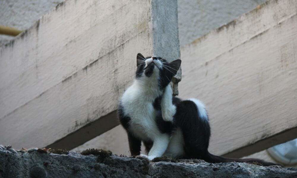 Signo de picadura de insecto en un gato en verano.