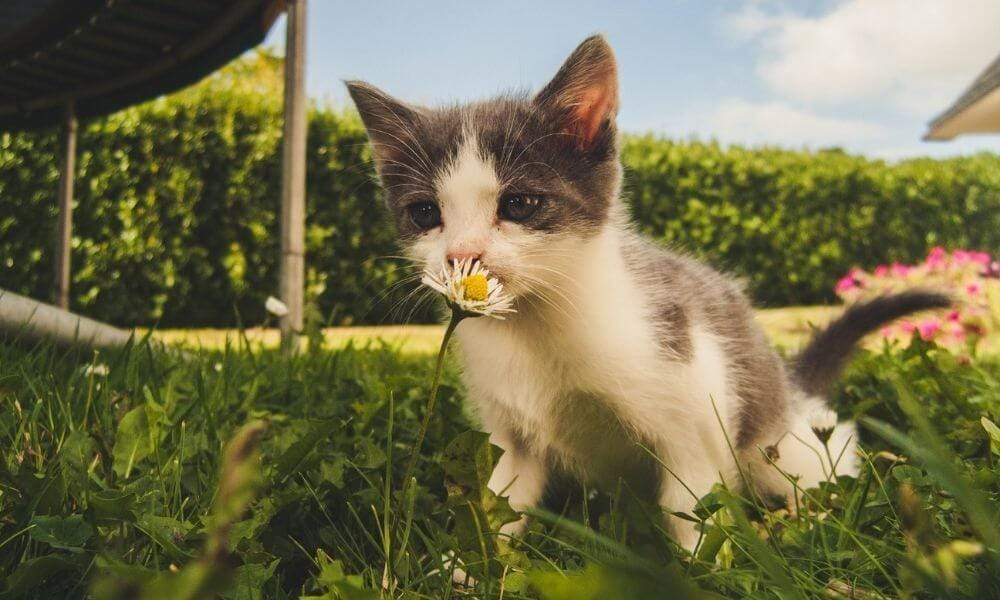 Gato y riesgos de mordeduras en verano