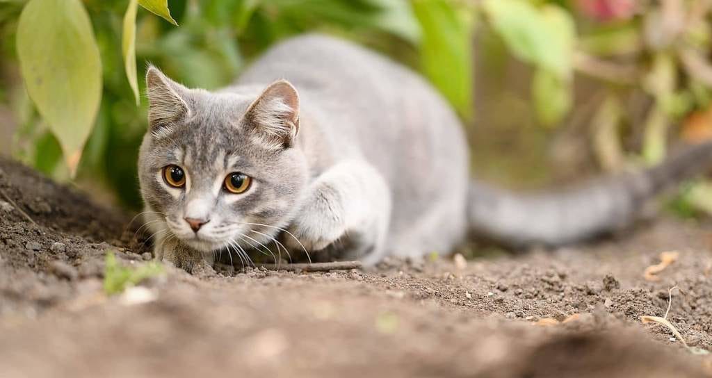 chat à l'extérieur dans le jardin observant la zone, en portant