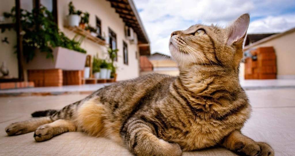 Gato al aire libre observando su patio de recreo