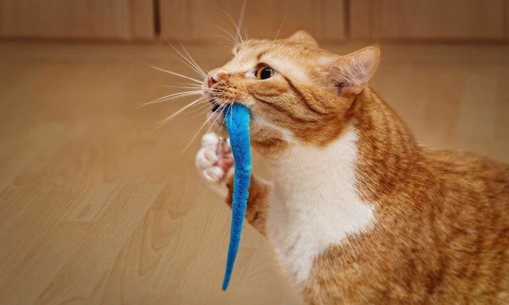 Chat qui joue avec un jouet inoffensif pour sa santé