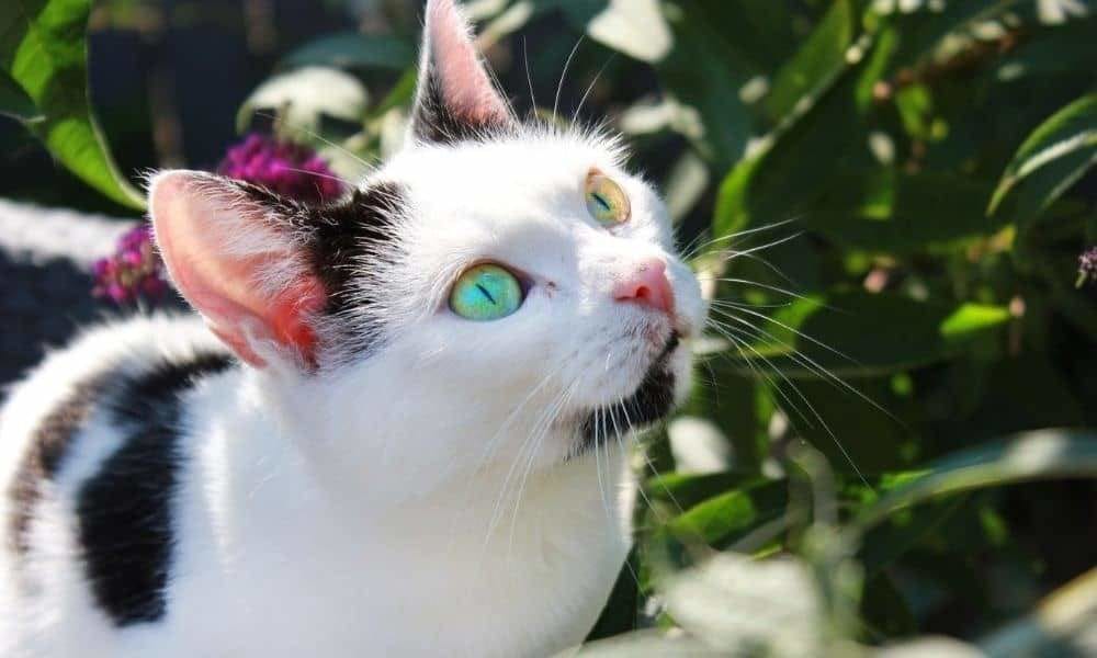 The cat and the green plants