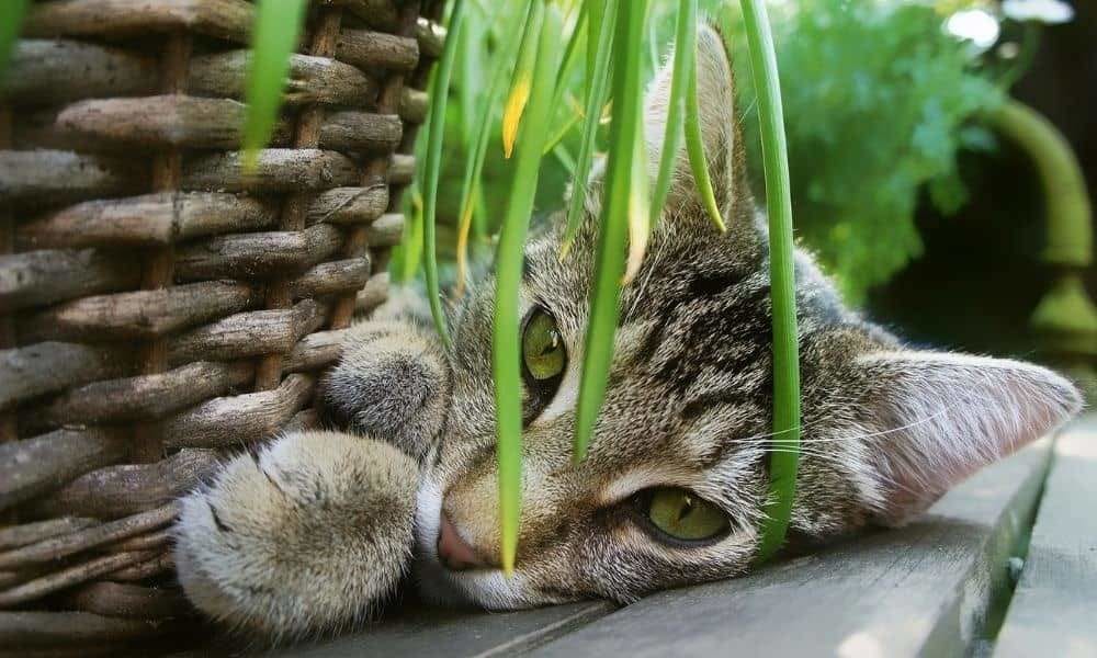 Dangerousness of certain varieties of green plants for your feline