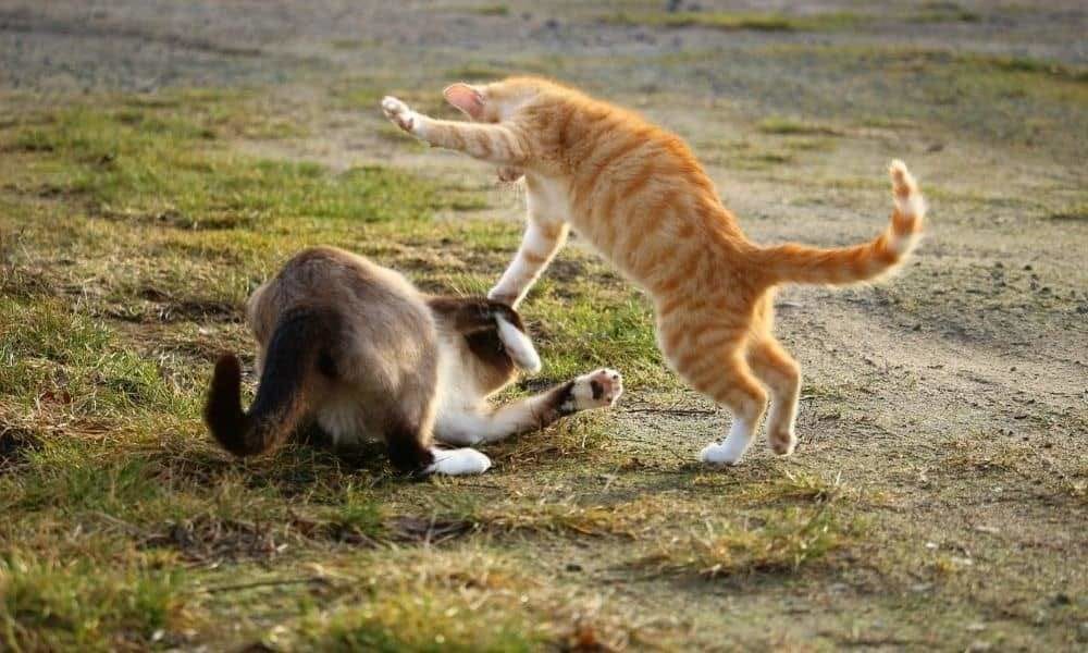 pelea entre gatos