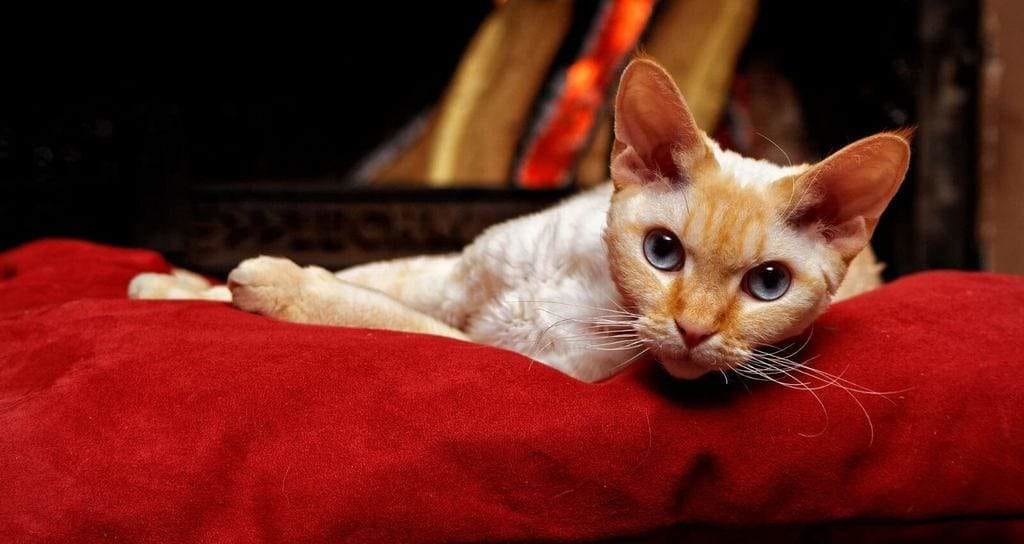 Devon Rex cat breed