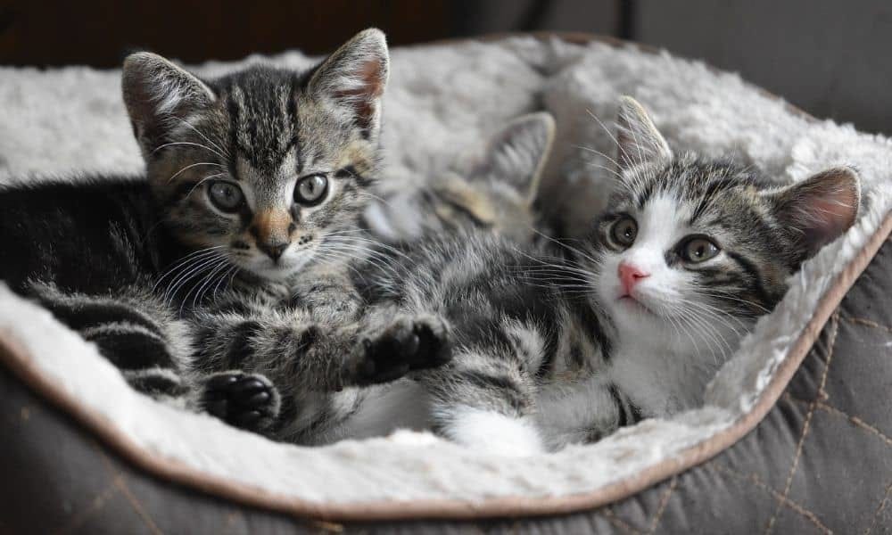 Camada de lindos gatitos con edad suficiente para comer alimentos sólidos