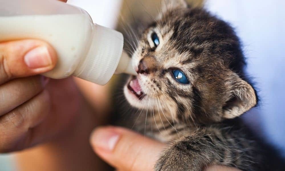 Kitten and bottle of milk