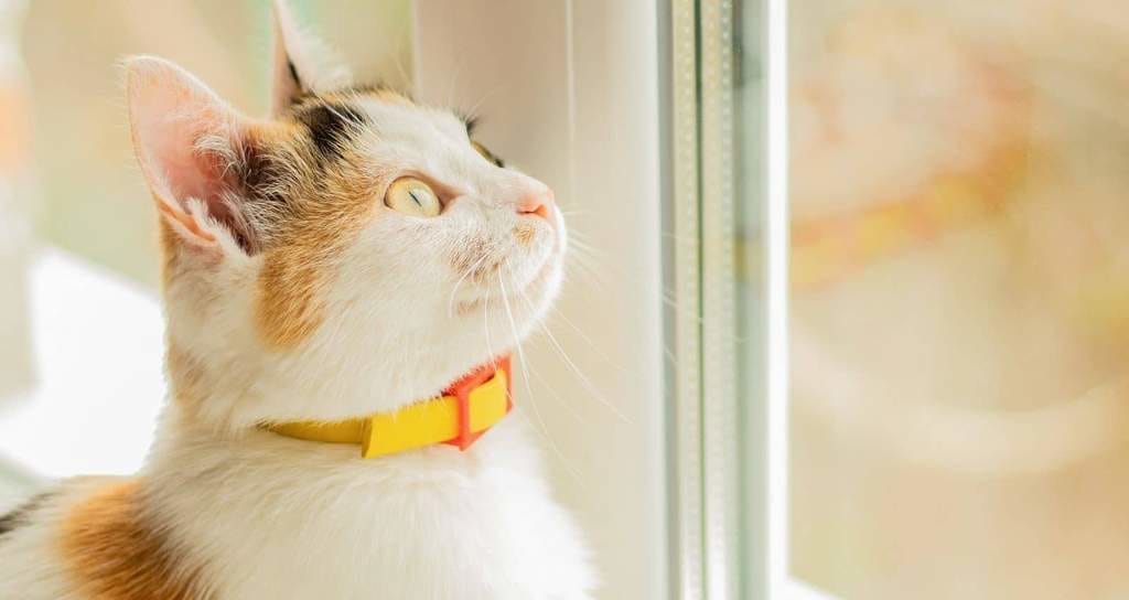 Gato doméstico con su collar.