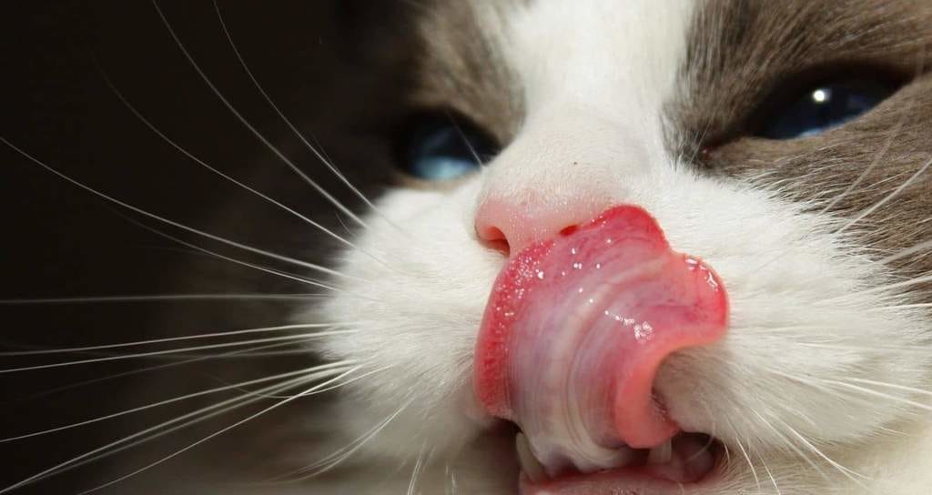 Cat licking