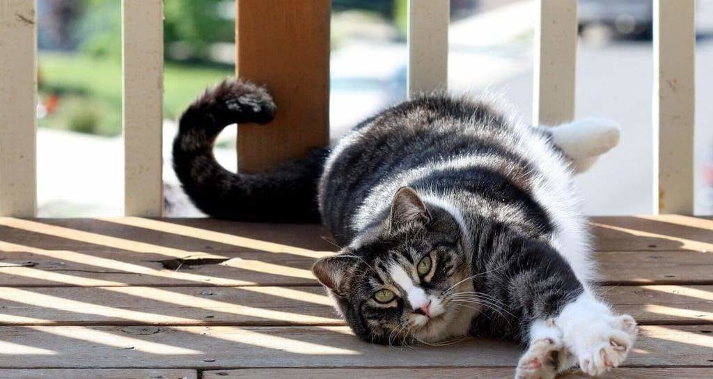 Raza de gato americano de pelo corto