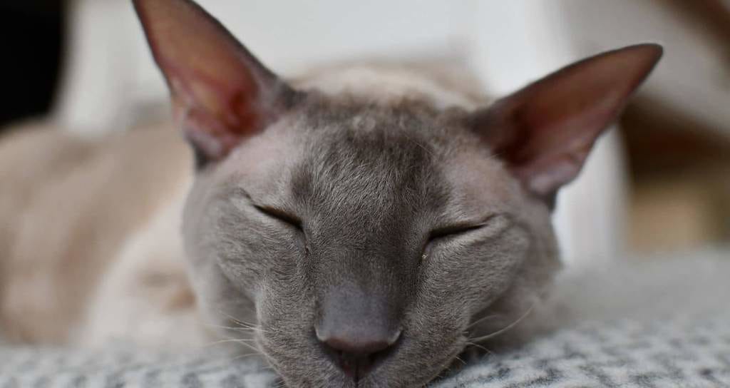 Gato Cornish Rex (Cornish Rex)