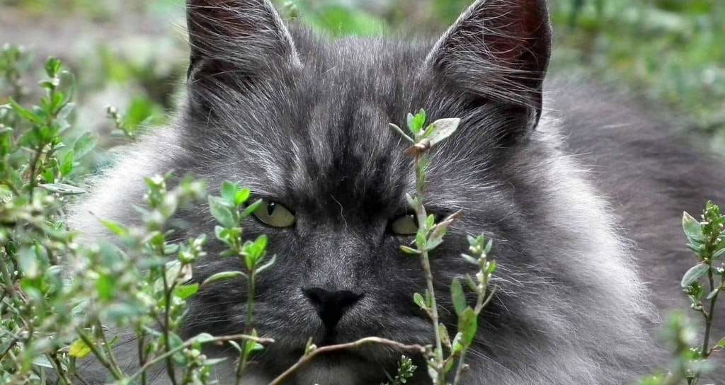 Raza de gato siberiano