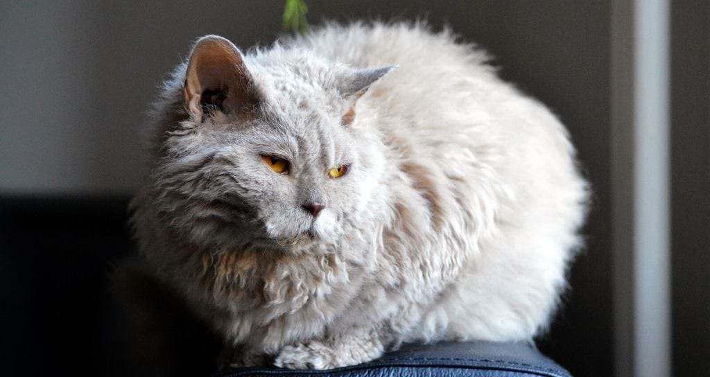 Chat Selkirk Rex au pelage qui perd peu de poils