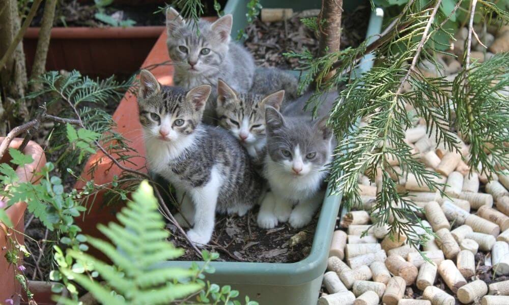 Portée plus grande pour les chats domestiques