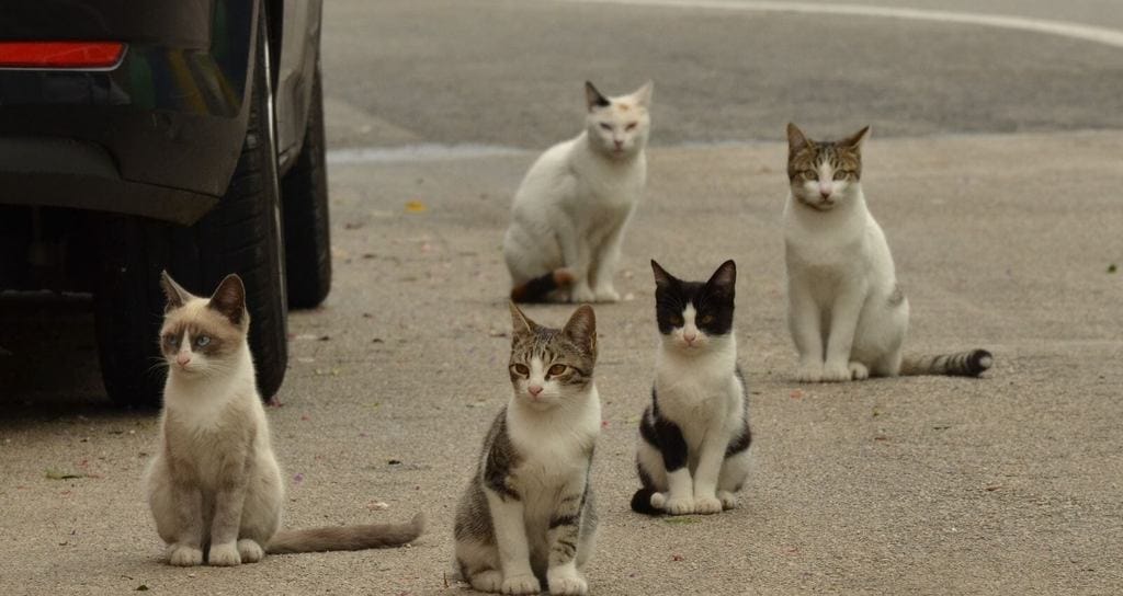 Gatos que viven en comunidad.