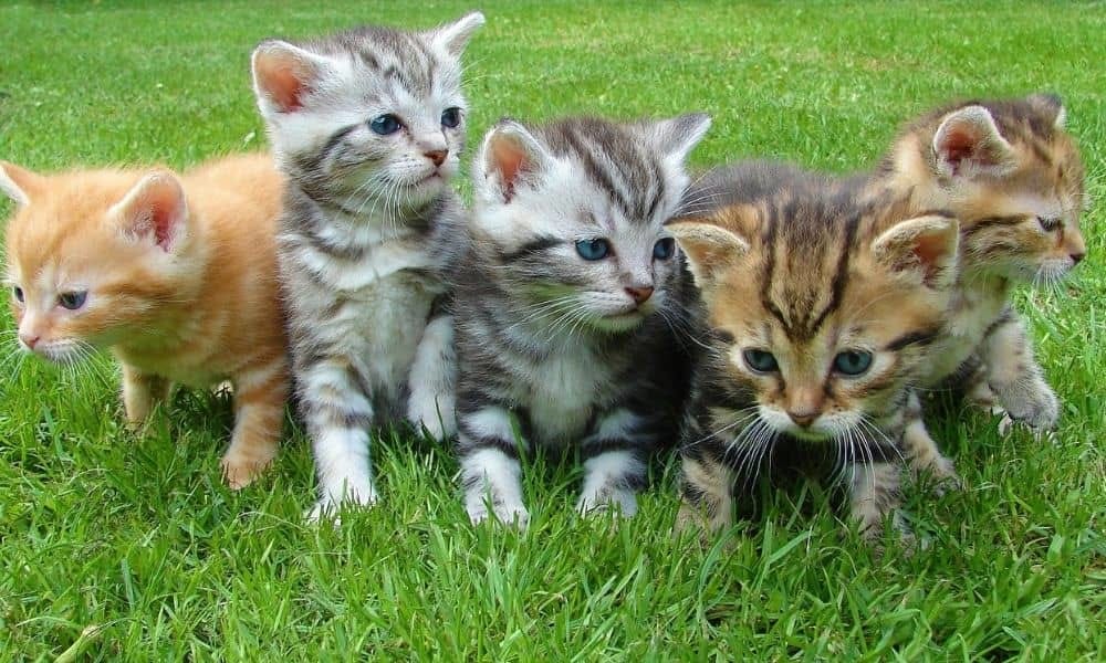 Portée de chatons