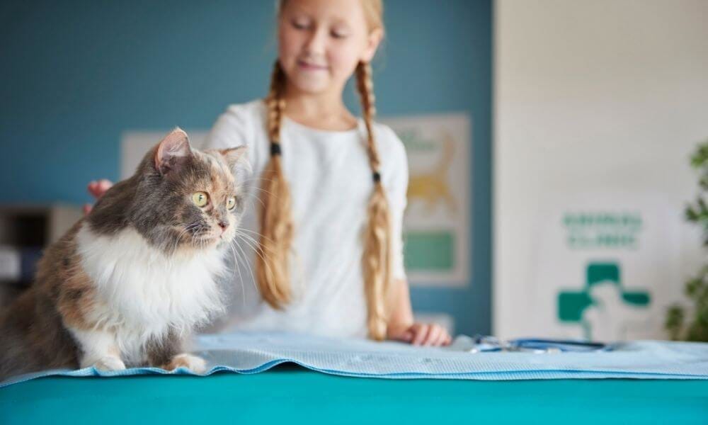 Consejo veterinario en caso de duda sobre el estado de salud de tu gato