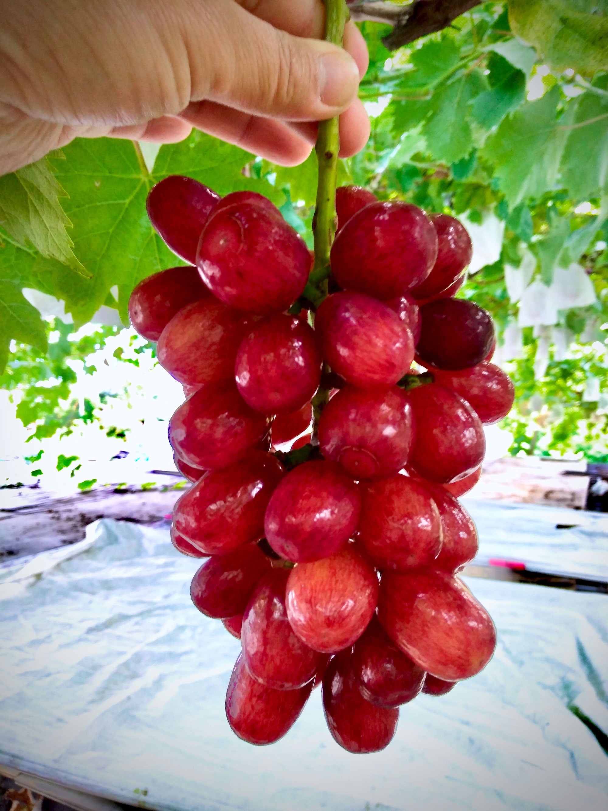 １番甘いブドウ クイーンセブン 糖度25 以上 入手可能なブドウの中で最も甘い希少品種 Kuuca