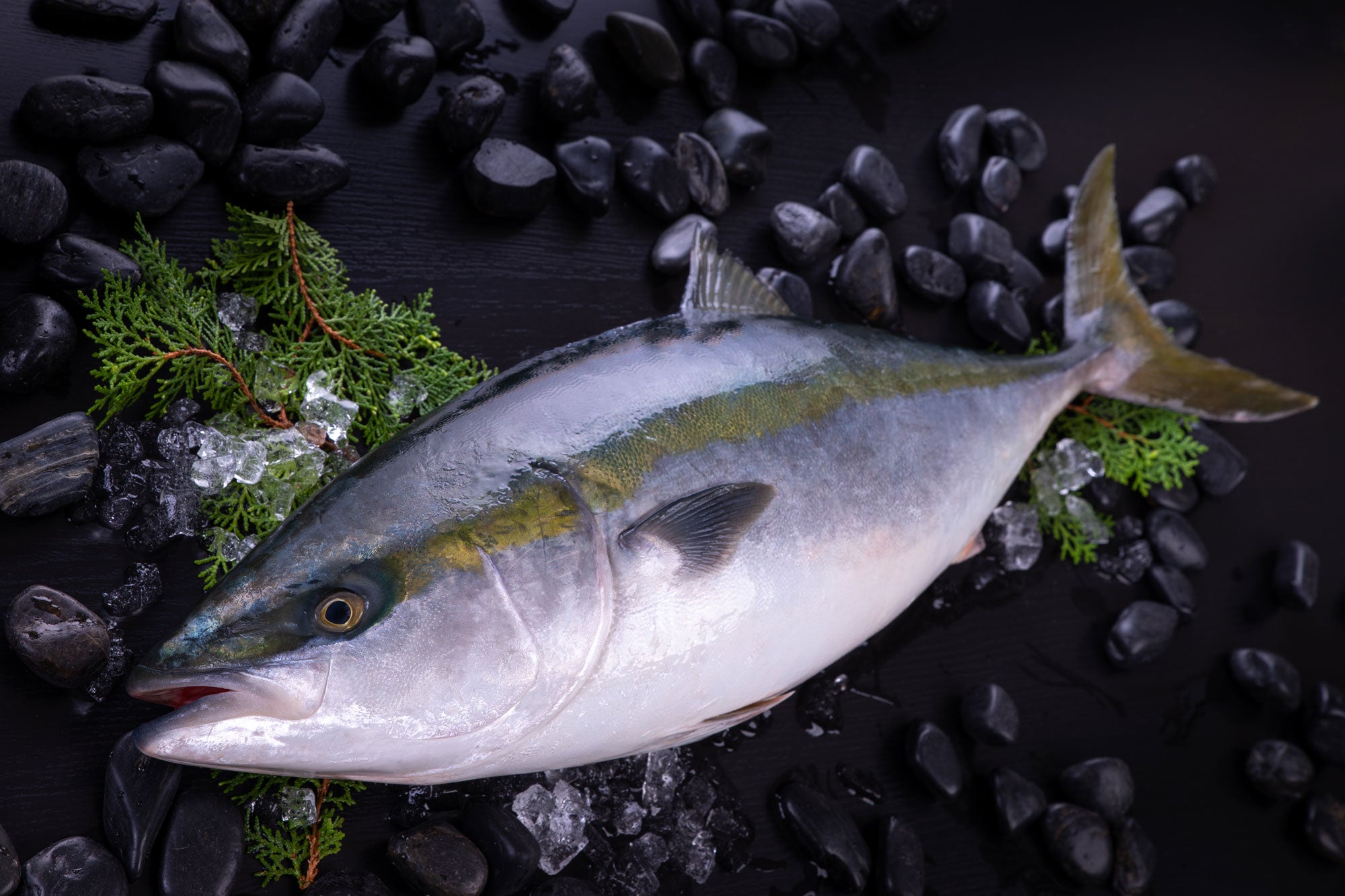 天然寒ブリ 全国の料理人も注目する対馬高浜の一本釣り寒ブリ Kuuca