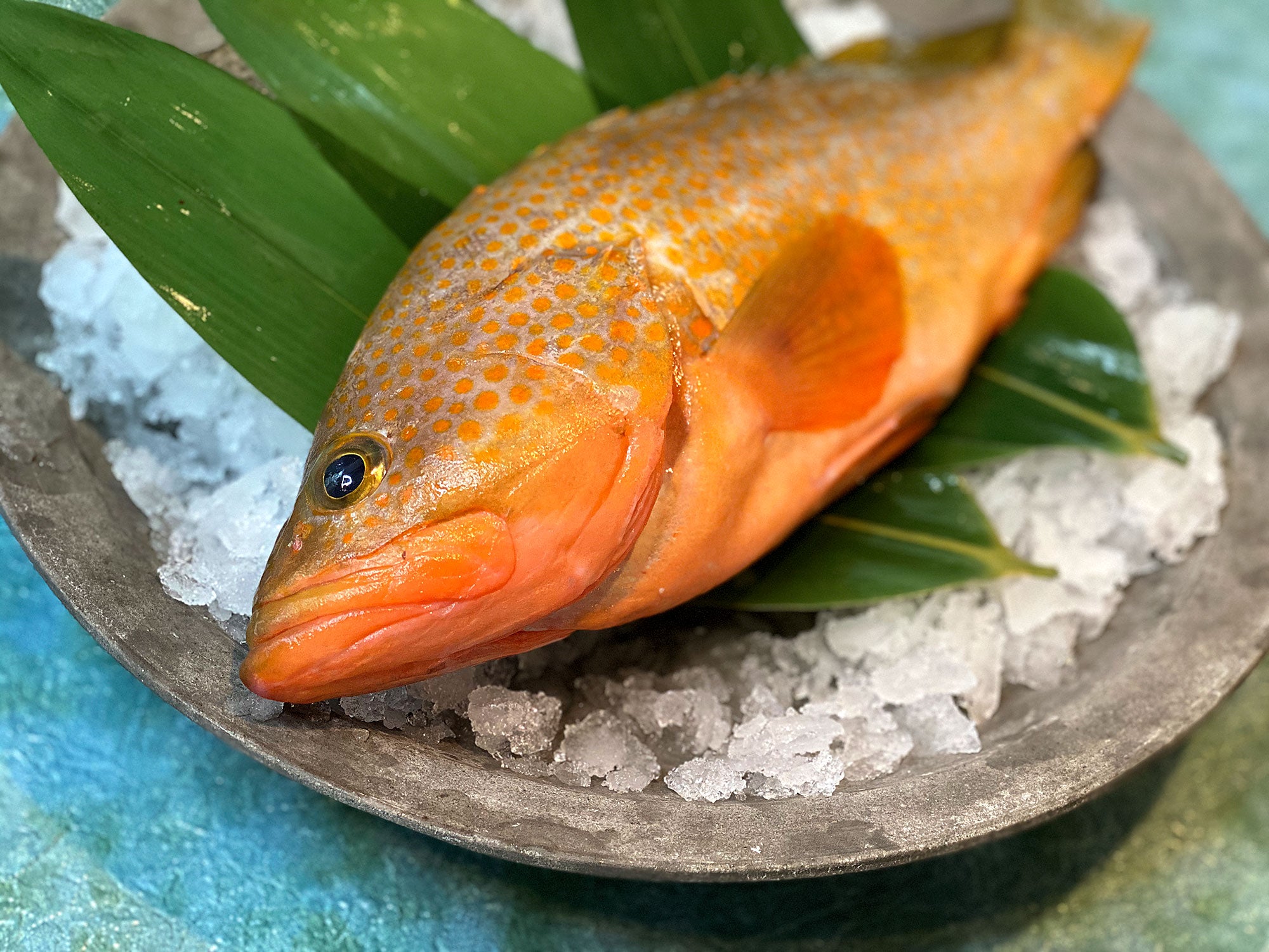 幻の超高級魚 キジハタ アコウ 釣りものを活け〆で最高に美味しい白身の逸品 Kuuca
