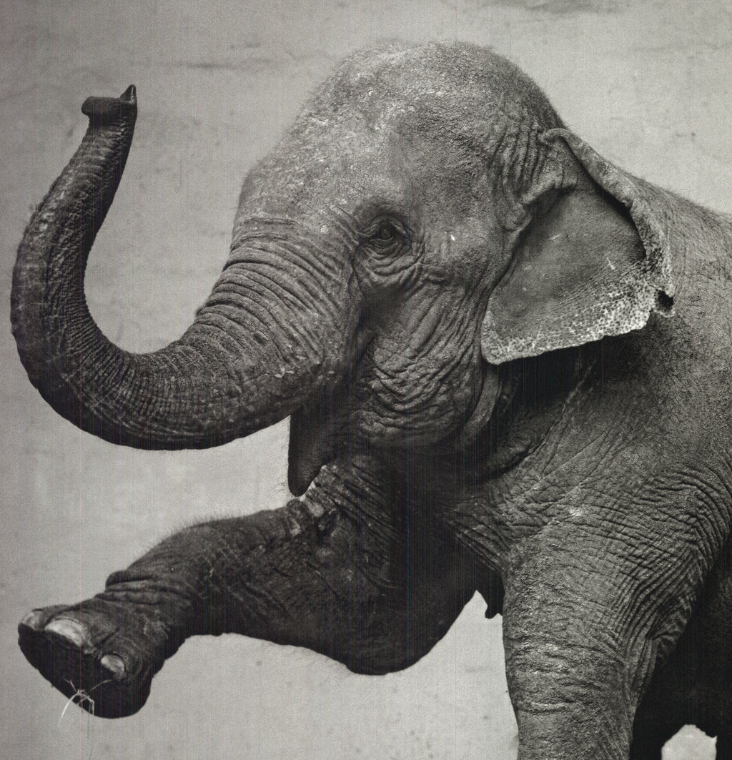 RICHARD AVEDON Dovima with Elephants 23 x 30 Poster 2009 Photography Black  & White