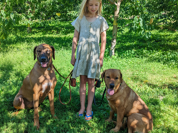 How to keep your dog cool in the summer. Early morning walks in the shade.