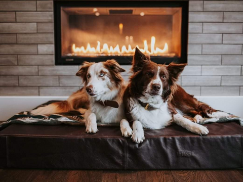 Le Dog Company | Keep your dog cozy this winter