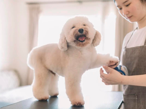 Le Dog Company | Grooming Blog