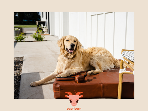 Capricorn Dog Astrological Match | Le Dog Company Blog
