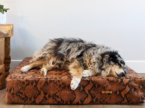 Decoding Your Dog's Sleeping Position |  Most Supportive Dog Bed | Le Dog Company