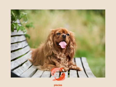 Piscies Dog Astrological Match | Le Dog Company Blog