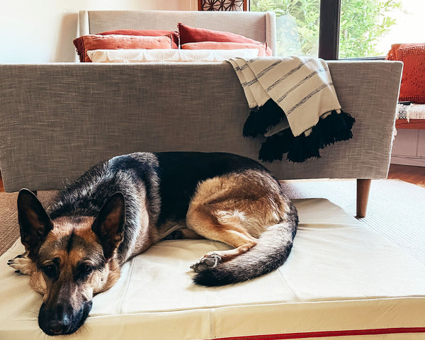 Le Dog Leather Dog Bed in Bone