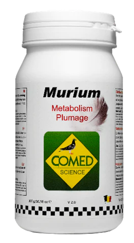Murium Pigeon