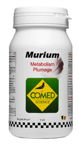 Murium Pigeon