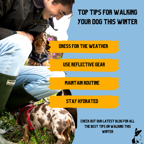 Top tips for walking your dog this winter with visualization and a man is playing with dog