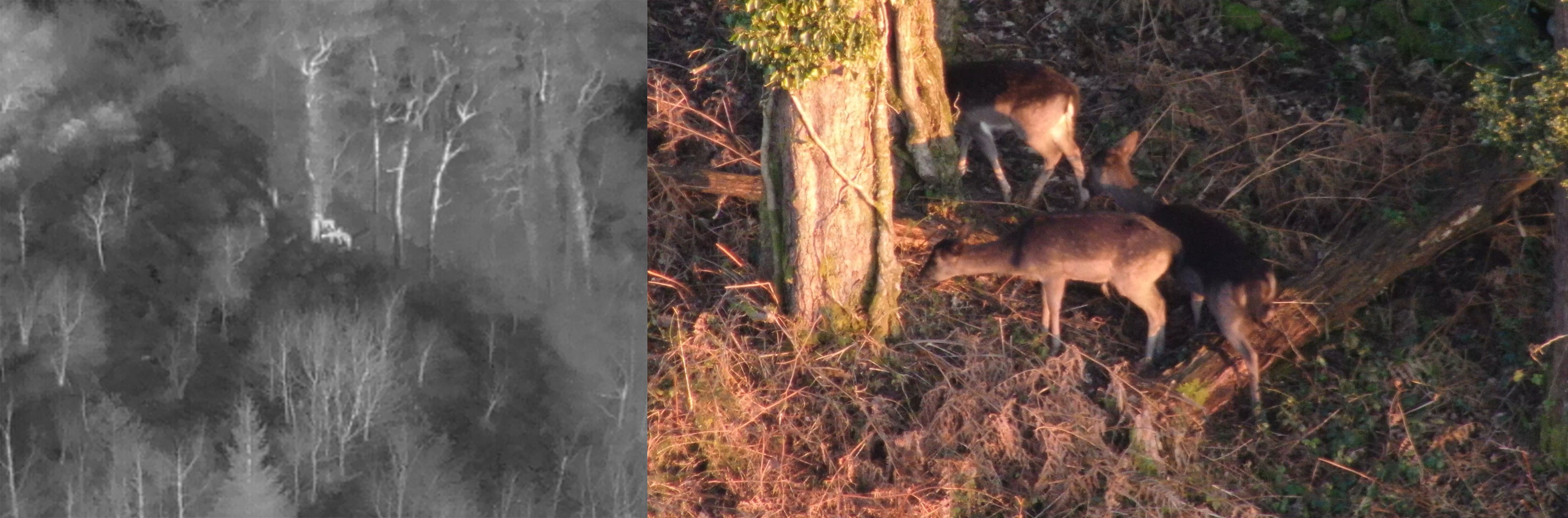 Identifying deer with a drone.