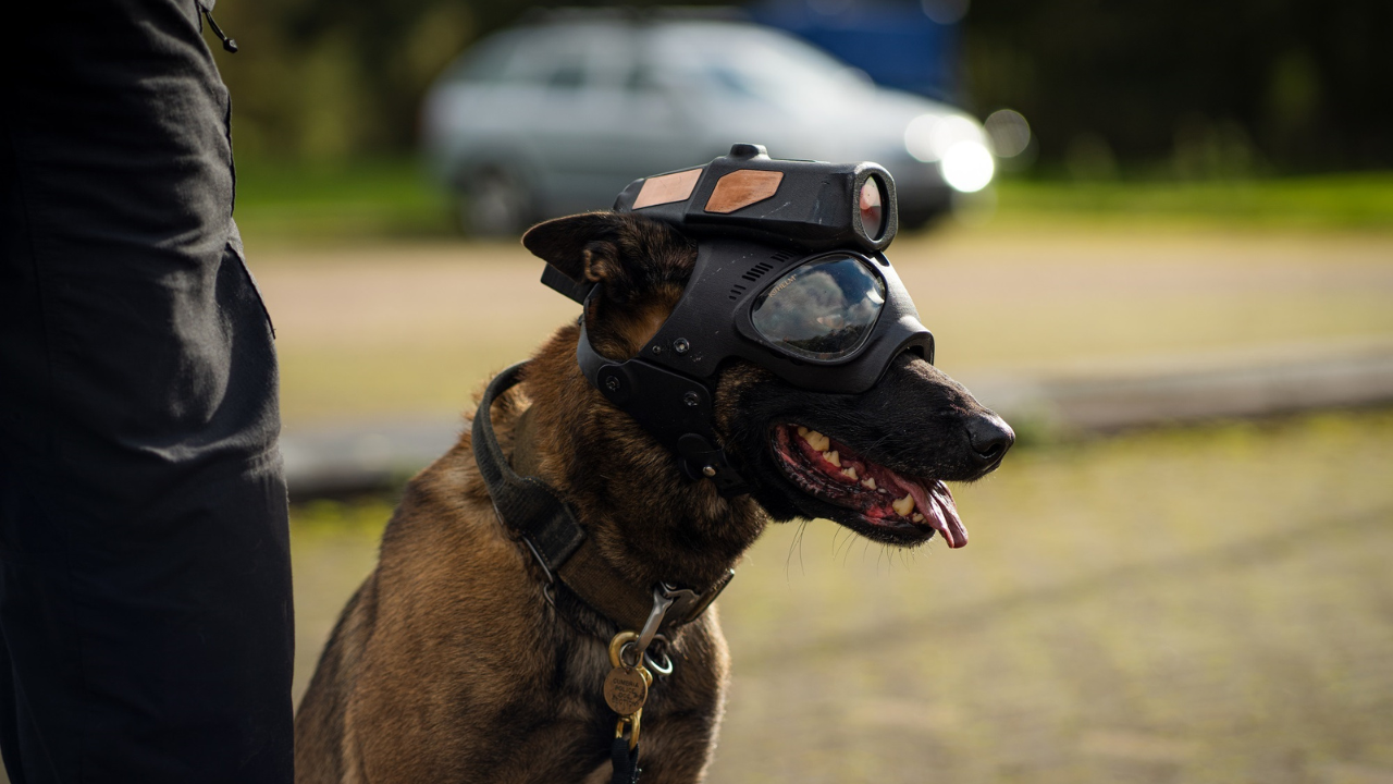 Heliguy creates low-cost tactical dog camera – heliguy™