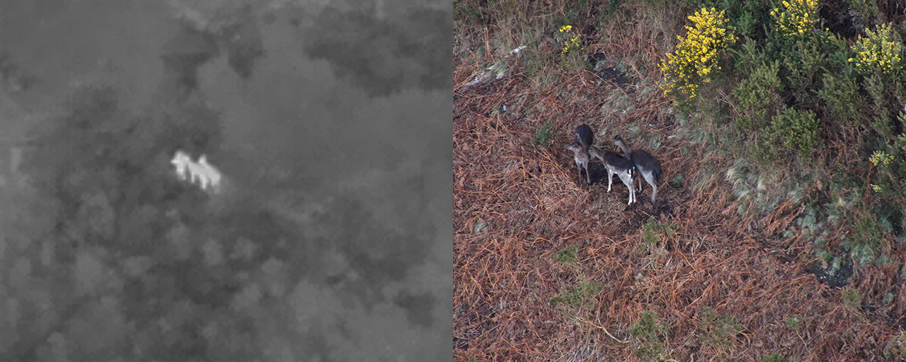 Using a drone for deer surveys.