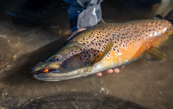 Brown Trout Fly Fishing