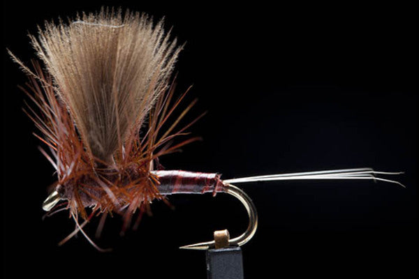 CDC Thorax Dun Dark Fishing Fly