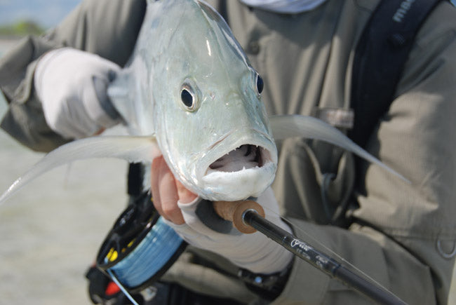 christmas island trevally