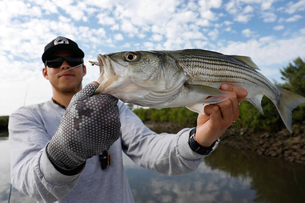 Striper On Fly